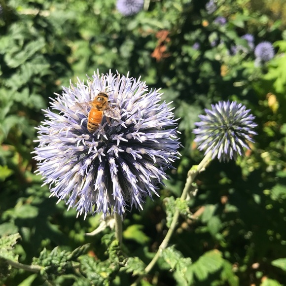 Meet your Posher, Julia - Picture 1 of 1